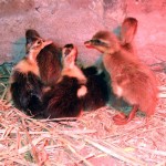 childrens-farm-dorset